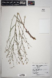 Stephanomeria pauciflora image