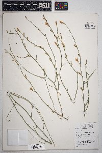 Stephanomeria pauciflora image