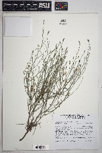 Stephanomeria pauciflora image