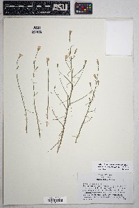 Stephanomeria pauciflora image