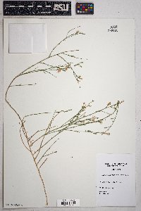 Stephanomeria pauciflora image