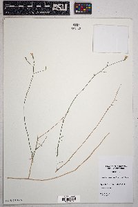 Stephanomeria pauciflora image