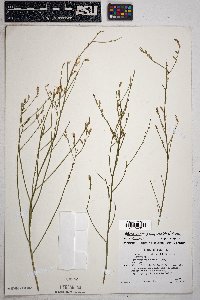 Stephanomeria pauciflora image