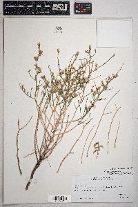 Stephanomeria pauciflora image