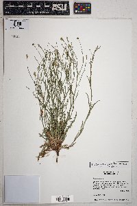 Stephanomeria pauciflora image