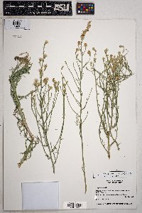 Stephanomeria pauciflora image