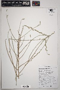 Stephanomeria pauciflora image