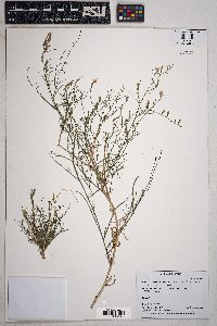 Stephanomeria pauciflora image