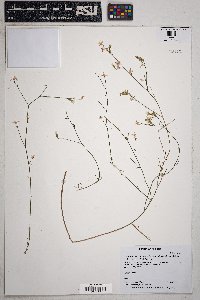 Stephanomeria pauciflora image