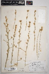 Stephanomeria pauciflora image