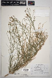 Stephanomeria pauciflora image