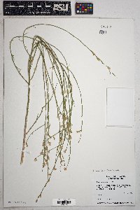 Stephanomeria pauciflora image