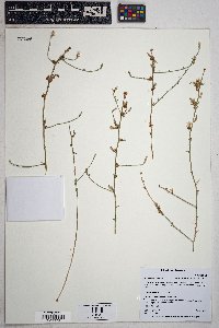 Stephanomeria pauciflora image