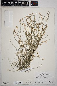 Stephanomeria pauciflora image