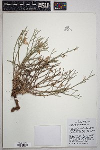 Stephanomeria pauciflora image