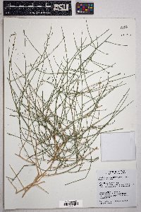 Stephanomeria pauciflora image