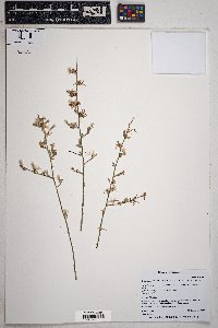 Stephanomeria pauciflora image