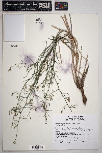 Stephanomeria pauciflora image