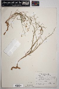 Stephanomeria pauciflora image