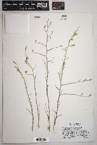 Stephanomeria pauciflora image