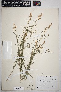 Stephanomeria pauciflora image