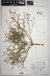 Stephanomeria pauciflora image