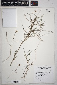 Stephanomeria pauciflora image