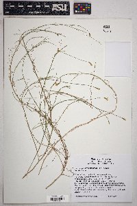 Stephanomeria pauciflora image