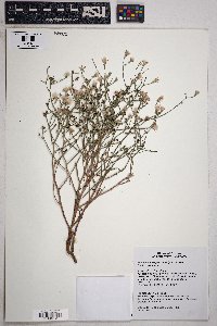 Stephanomeria pauciflora image