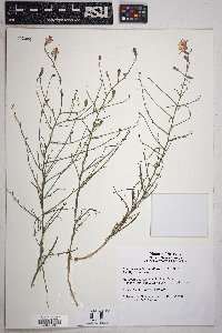 Stephanomeria pauciflora image