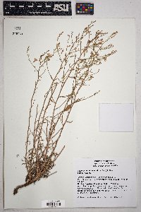 Stephanomeria pauciflora image