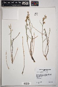 Stephanomeria pauciflora image