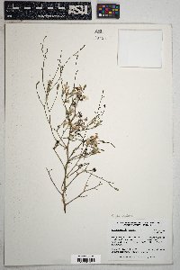 Stephanomeria pauciflora image