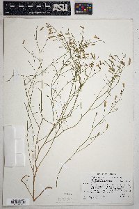 Stephanomeria pauciflora image