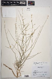 Stephanomeria pauciflora image