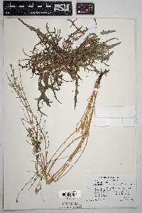 Stephanomeria pauciflora image