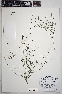 Stephanomeria pauciflora image