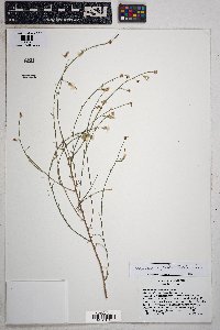 Stephanomeria pauciflora image