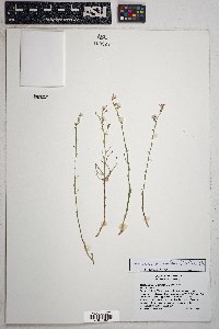 Stephanomeria pauciflora image