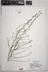 Stephanomeria pauciflora image