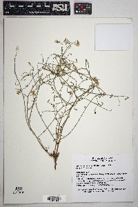 Stephanomeria pauciflora image