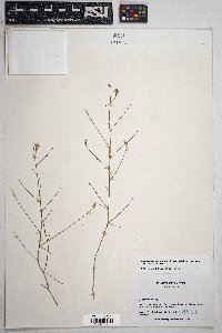 Stephanomeria pauciflora image