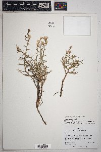 Pleiacanthus spinosus image