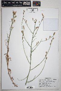 Stephanomeria tenuifolia image