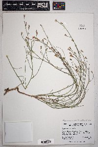 Stephanomeria pauciflora image