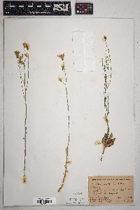 Stephanomeria thurberi image