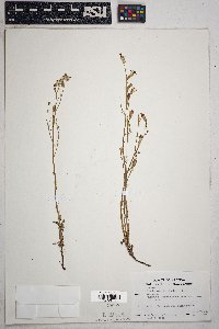 Stephanomeria thurberi image