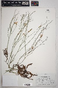 Stephanomeria thurberi image