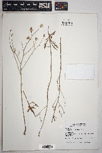 Stephanomeria thurberi image