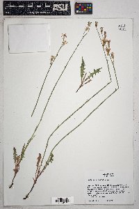 Stephanomeria thurberi image